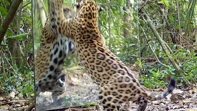 مشاهد جديدة في تجربة انعكاس صورة الحيوانات بالمرآة (فيديو وصور)