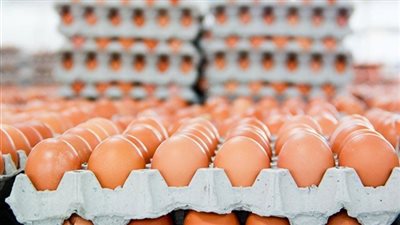 الثروة الداجنة: إقبال على شراء البيض تزامنا مع عودة الدراسة