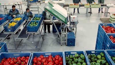 تحديثات شروط محطات الفرز والتعبئة للحاصلات الزراعية المصدرة