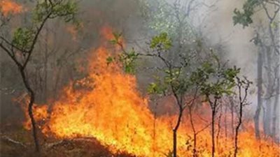 نشوب حريق بحديقة موالح في القليوبية بسبب ماس كهربائي