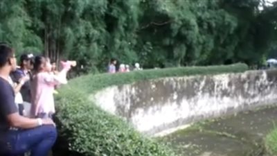 «إنسان الغاب» يدخن السيجار في حديقة حيوان (فيديو)