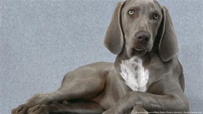 كلب يرفض مغادرة مستشفى توفي فيه صاحبه