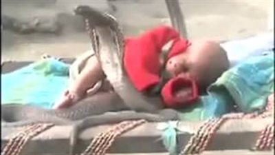 بالفيديو.. 4 ثعابين 