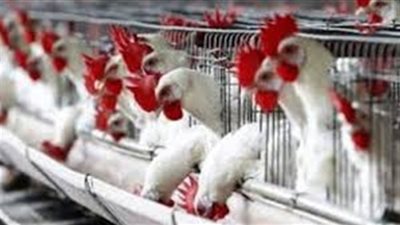 شعبة الثروة الداجنة: 4 مشكلات تواجه صغار المربين