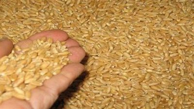 وصول 63 ألف طن قمح روسى لميناء سفاجا