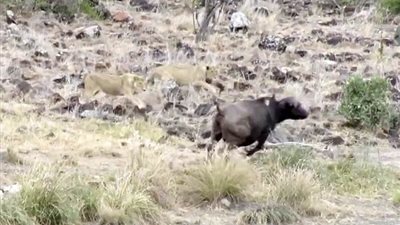 جاموس يتخلص من ثلاثة أسود انقضت عليه (فيديو وصور)