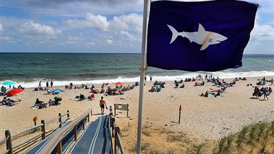 رد فعل راكب أمواج وجد قرشا خلفه (صور)