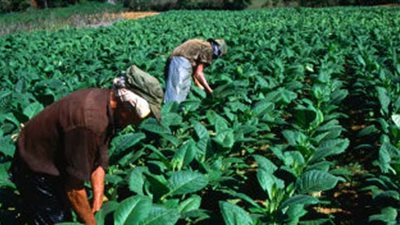 2.2 مليون دولار متحصلات ضرائب التبغ بزيمبابوى