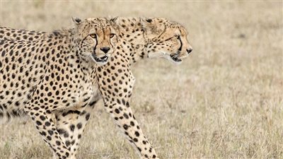 صورة فهد برأسين تثير حيرة من يشاهدها