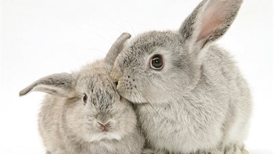 جلسة تصوير لوالدات الحيوانات في عيد الأم (صور)