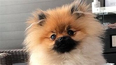 السر وراء خدعة طيران كلب مربوط بالبالونات (فيديو وصور)