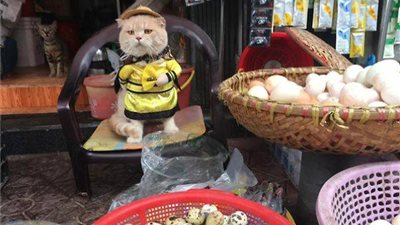 قط يبيع لحوما وأسماك يشعل «فيس بوك» (صور)