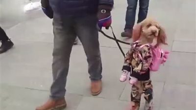 إجبار كلب يرتدي زيا مدرسيا على المشي مثل الإنسان (فيديو)