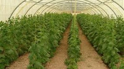 النجار: على الدولة توفير التمويل اللازم لاستصلاح الأراضى