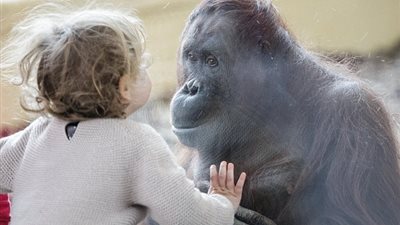 لحظات رائعة تجمع بين طفلة وقرد (صور)