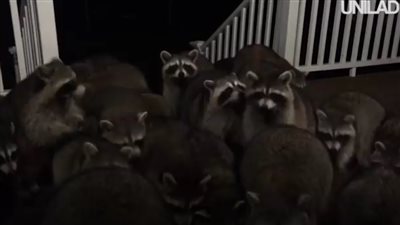 جيش من الراكون يفاجئ رجلا بعد إطعامه لأحدهم (فيديو)