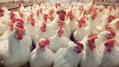 الدواجن بلدي تسجل 25 جنيهًا للكيلو بالقاهرة.. اليوم