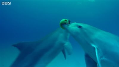 دلافين تستخدم سمكة سامة للعب في المياه (فيديو وصور)