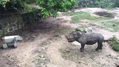 رد فعل وحيد قرن شاهد مجسما له بالكارتون (فيديو وصور)