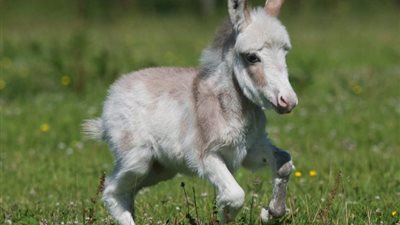 بالصور.. ميلاد أصغر 