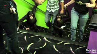 بالفيديو.. القرود تحضر العروض السينمائية في أمريكا