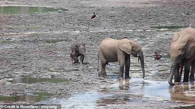 فيل يتدرب على المطاردة بطريقة طريفة (فيديو وصور)