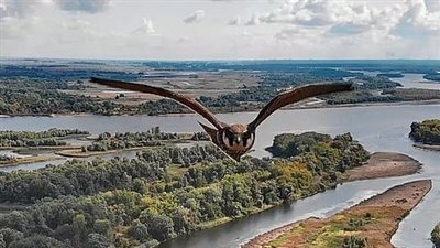 كاميرا بدون طيار ترصد لقطات مميزة لصقر يحلق في السماء (فيديو وصور)