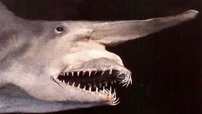 العثور على حفرية لفك سمكة منذ 418 مليون سنة