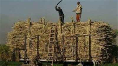 مزارعو القصب في قنا: موازين التموين غير دقيقة وخصم الشوائب مرتفع