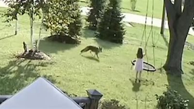 لقطات صادمة للحظة هجوم ذئب على طفلة (فيديو)