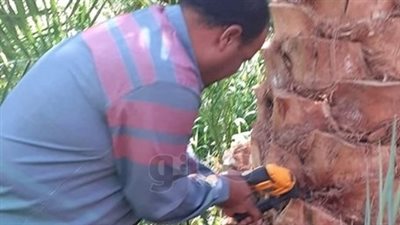 الوادى الجديد تواصل مكافحة سوسة النخيل الحمراء (صور)