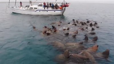 قطيع من كلاب البحر يرقص على أنغام عزف راكب قارب (فيديو وصور)