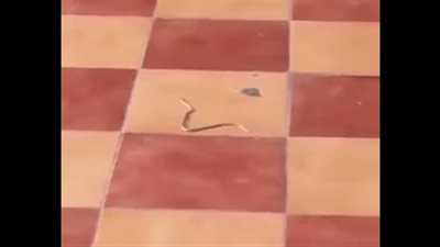 بالفيديو.. ثعابين تثير رعب الفتيات داخل مدرسة بالمدينة المنورة