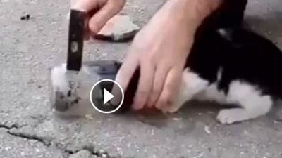 بالفيديو.. لحظة إنقاذ قطة علقت رأسها داخل برطمان زجاجي