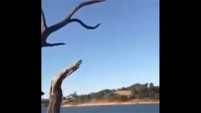 بالفيديو.. سقوط مروع لشاب من أعلى شجرة