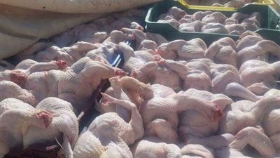 مصادرة طن لحوم دواجن فاسدة داخل مصنع بأكتوبر
