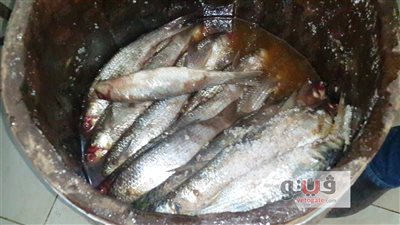 بالصور.. مدينة «نبروه» بالدقهلية.. عاصمة الفسيخ في مصر