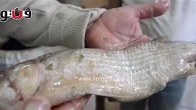 بالفيديو.. طرق كشف الفسيخ الفاسد في شم النسيم