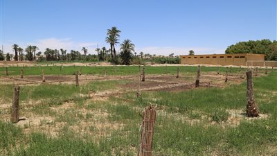 25 صورة ترصد أعمال مشروع مزرعة النخيل في قنا