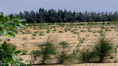 مستثمر زراعي: أسعار لجنة محلب لتقنين أراضي وادي النطرون غير عادلة