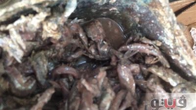 بالصور.. ضبط طن أسماك مملحة غير صالحة للاستهلاك في قنا