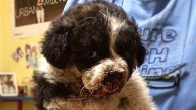 كلب يعيش بلا أنف بعد إنقاذه (صور)