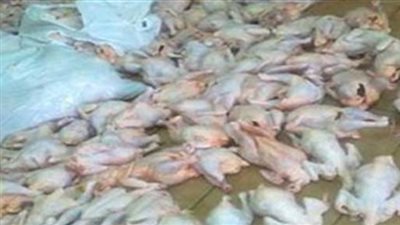 ضبط 113 كيلو دواجن منتهية الصلاحية بالمنيا