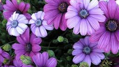 «المصور» تكشف سر حزن زهرة «البنفسج»