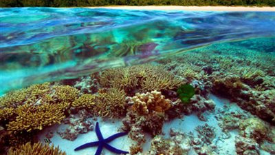 أجزاء من الحاجز المرجاني العظيم تواجه أضرارا بسبب النينيو