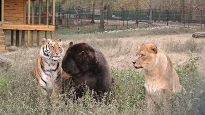 بالفيديو والصور.. حكاية صداقة 15 سنة بين «دب وأسد ونمر»