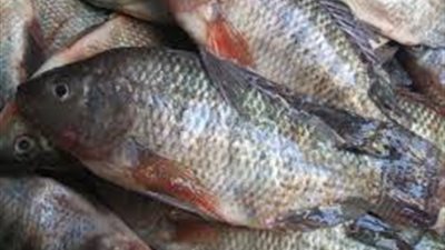 البلطى يسجل 13.5 جنيها بسوق العبور