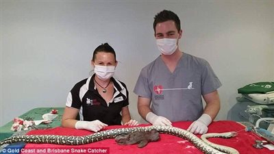 بالفيديو والصور.. استخراج دمية من بطن ثعبان