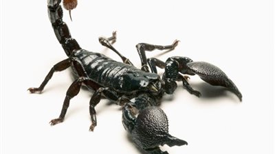 عقرب يلدغ راكب طائرة أمريكية متجهة إلى كندا