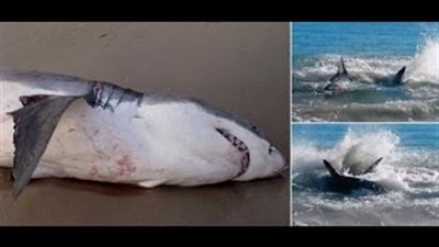 بالفيديو.. سمكة قرش تبتلع 